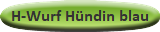 H-Wurf Hündin blau