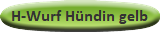 H-Wurf Hündin gelb