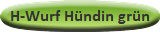 H-Wurf Hündin grün