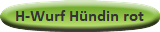 H-Wurf Hündin rot
