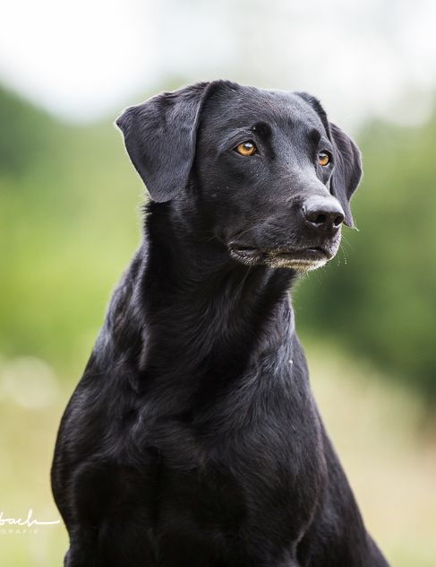 Aeringa - Unsere Hunde - Übersicht