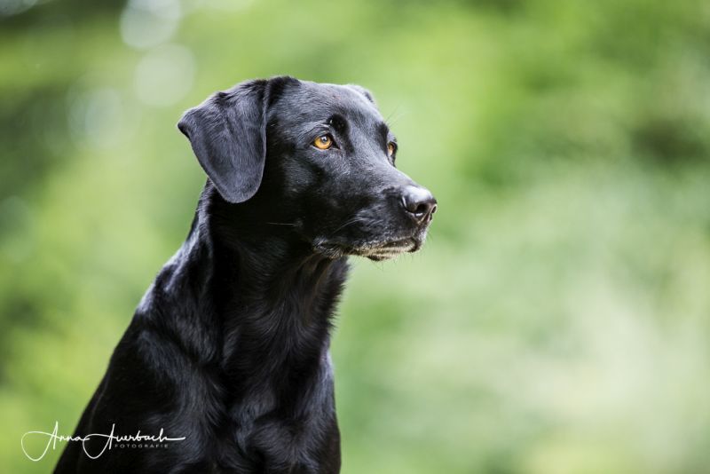 Aeringa - Unsere Hunde