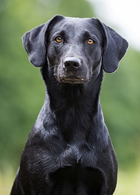 Carmel - Unsere Hunde - Übersicht