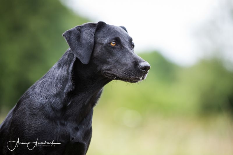 Carmel - Unsere Hunde