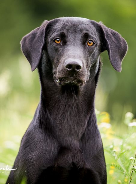 Devnet - Unsere Hunde - Übersicht