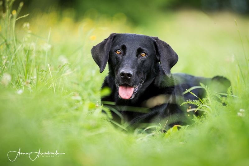 Ilana - Unsere Hunde Homepage